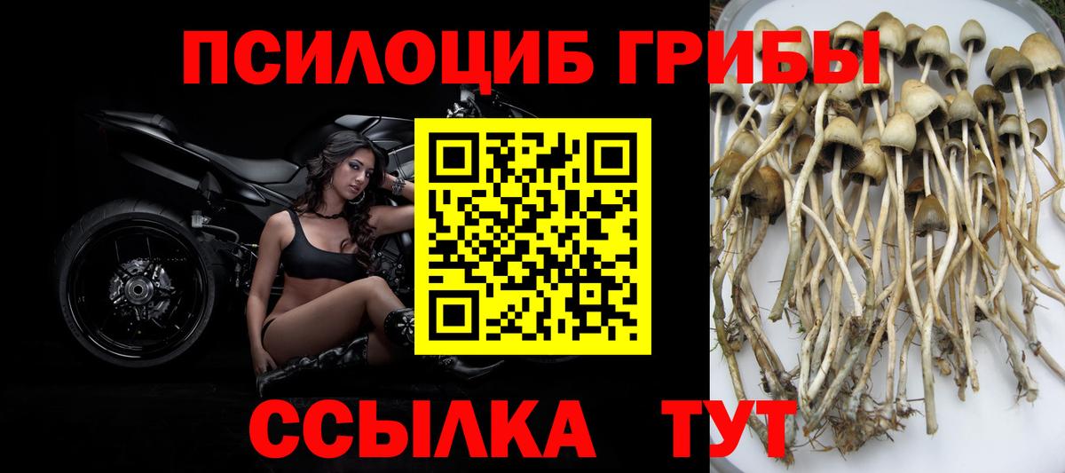 Богданович  Галлюциногенные грибы Magic Shrooms  Вход с VPN 